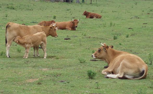 La producción de ternera ecológica en Asturias alcanzará a finales de año los 200.000 kilos