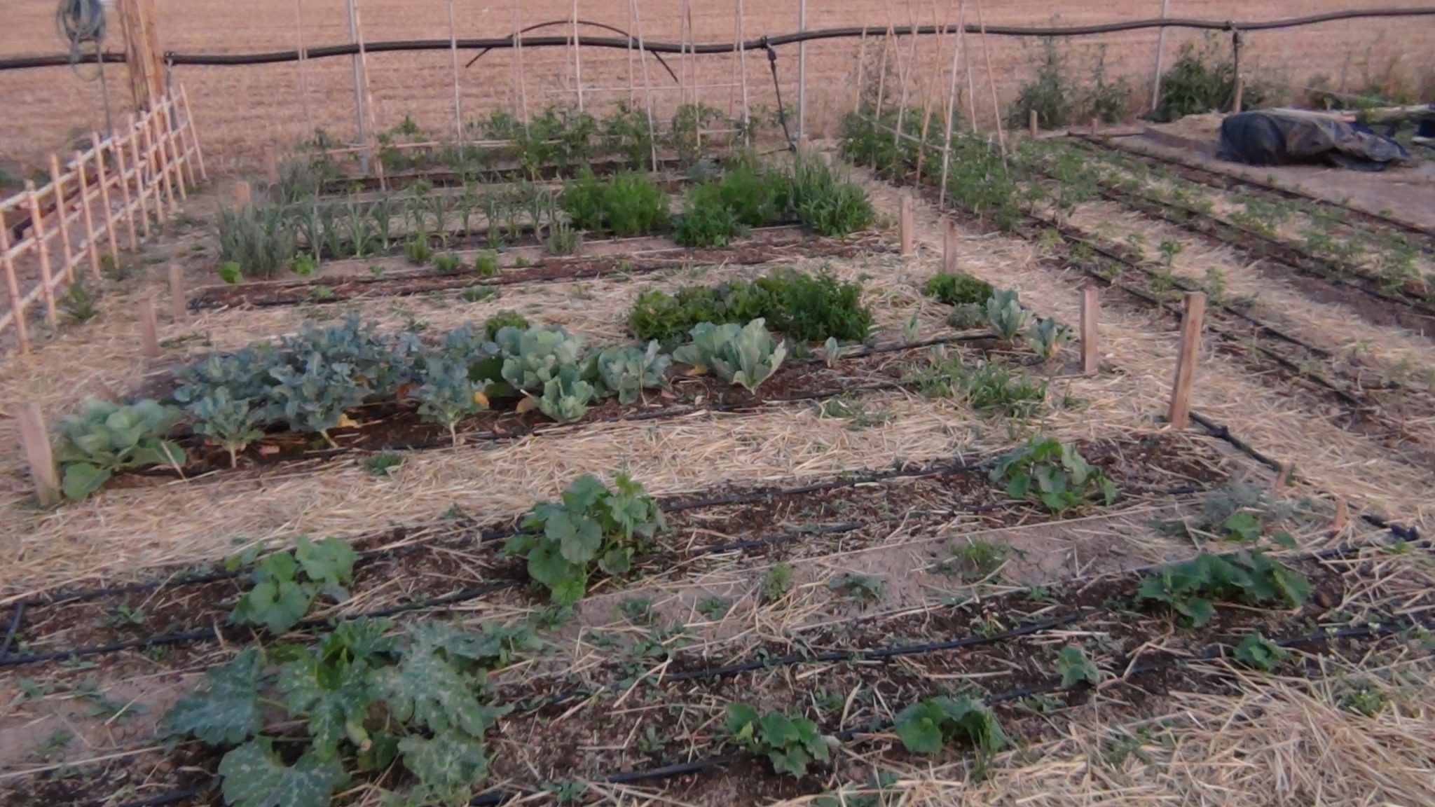 Proyecto de horticultura ecológica en La Rinconada por la Asociación Mi Cosecha