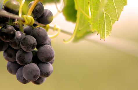 Castilla-La Mancha tiene una superficie de 14.206 hectáreas de viñedo ecológico