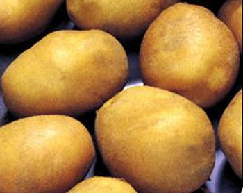 Crean un bioplaguicida para controlar la polilla de la papa