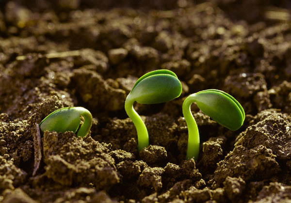 Agroecología. Sembrando alternativas