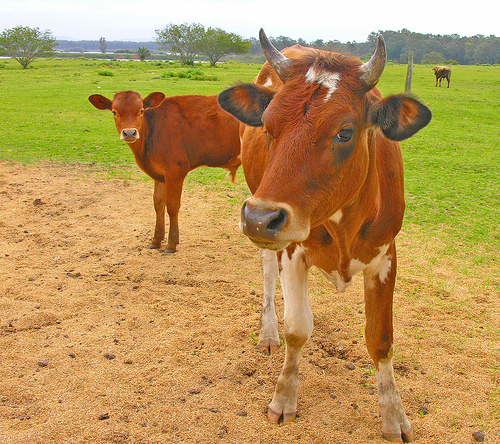 Carne ecológica de vacuno - Codisal Comarca de la Janda