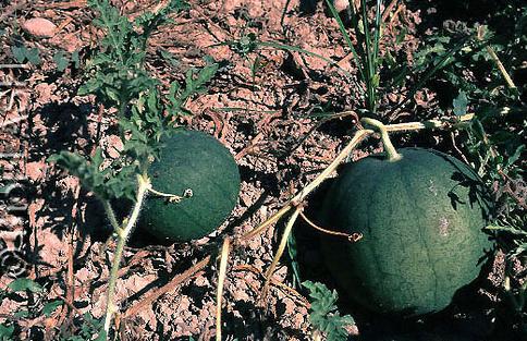 Más agricultores en India optan por producción orgánica