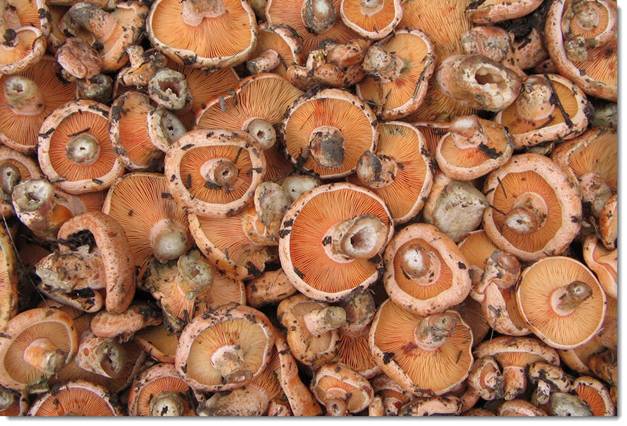 La UGAM Montes de Soria organizará cuatro ediciones de ‘MERCASETAS’ este otoño