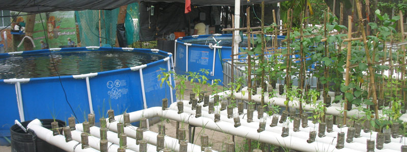 Crean sistema para cultivar peces y plantas en tu hogar