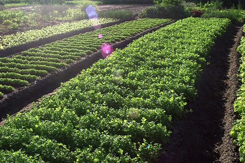 Conservación y extracción de productos orgánicos y naturales