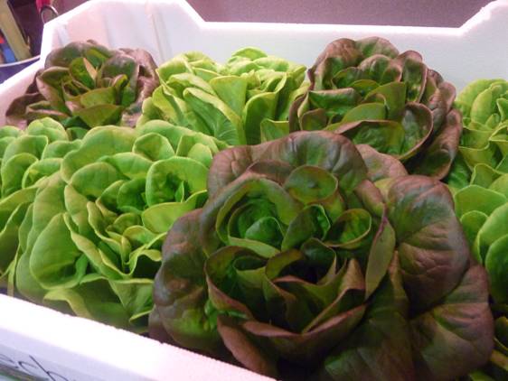 La lechuga y su efecto antioxidante