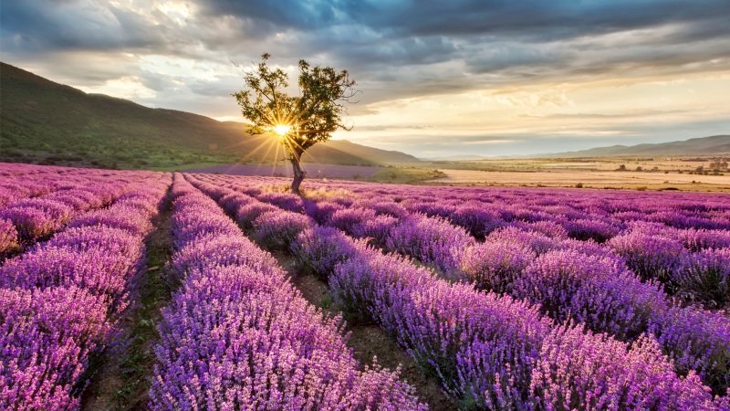 La producción de aromáticas en C-LM será más corta que el pasado año por la sequía