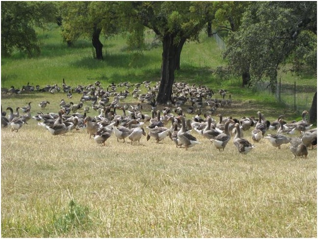 Curados y embutidos de ganso ecológico criado en la dehesa onubense