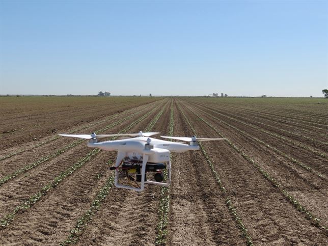 Controlar las malas hierbas ‘sin herbicidas’