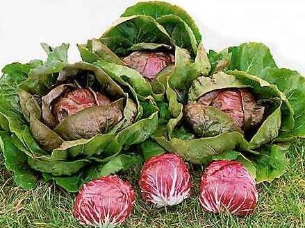 Bejo Ibérica: Semillas ecológicas