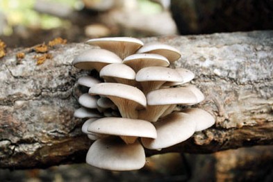 Investigación y desarrollo en micología aplicada