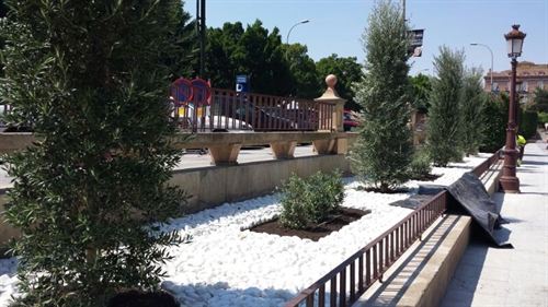 PSOE de Murcia exige la retirada de los olivos recién plantados en La Glorieta para evitar problemas a alérgicos