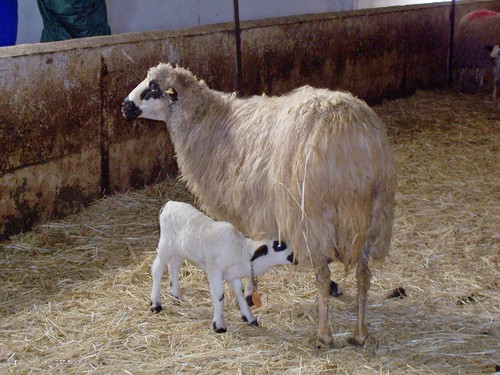 Ovejas alimentadas con orujo de uva