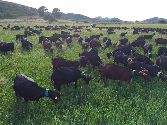Cuidado y respeto animal en la agricultura ecológica