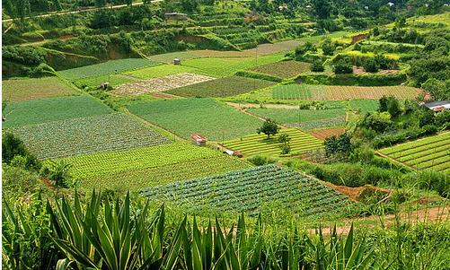 La diversidad biológica se reduce a la mitad con el uso de pesticidas