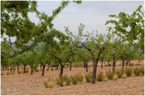 La Región de Murcia es la comunidad autónoma que más superficie cultivada destina a lo ecológico