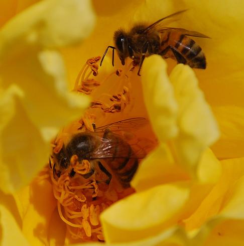 La Unió considera que el acuerdo de la pinyolà impide el asentamiento en zonas citrícolas a más del 80% de colmenas