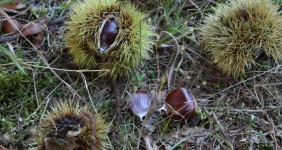 Galicia lidera la exportación de castañas ecológicas