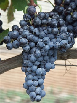 Polifenoles de la uva contra la obesidad