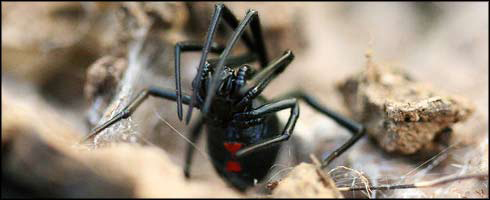 USA El extraño caso de ‘la viuda negra’