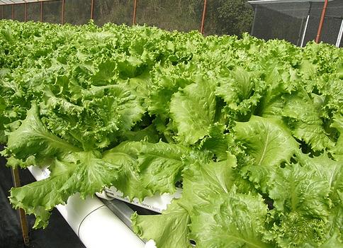 Galicia tiene potencial para desarrollar productos ecológicos