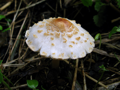 La Consejería de Medio Ambiente pone en marcha una campaña para evitar la recolección y el consumo de setas tóxicas