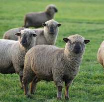 Ganaderos y expertos abordarán las innovaciones y mejoras en el sector ovino-caprino en una jornadas en Cabeza del Buey