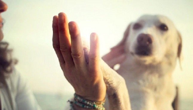 En Málaga casi un centenar de propietarios no inscriben el ADN de sus perros