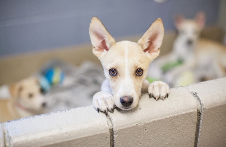 Madrid anima a sus ciudadanos a adoptar animales abandonados