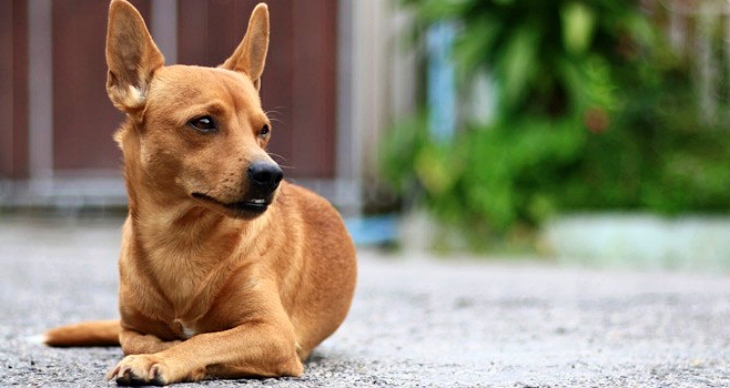 Zaragoza. El Centro de Protección Animal necesita más familias que acojan a gatos y perros