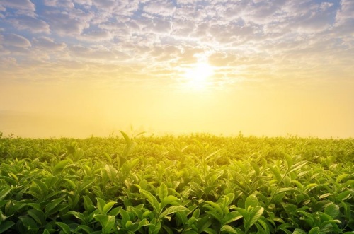 La agricultura ecológica supone menos gastos de producción