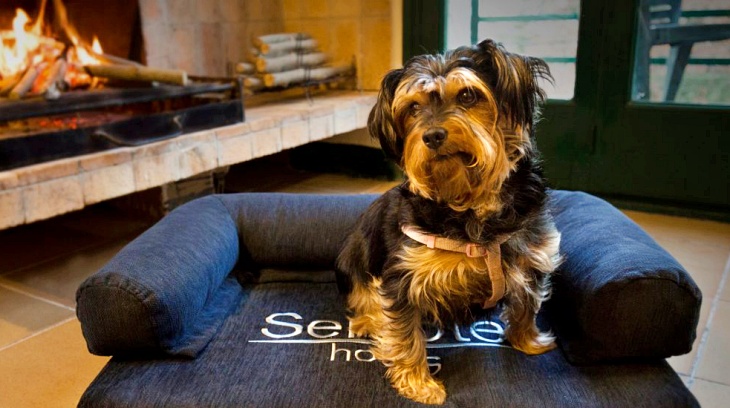 Casi el 30% de los alojamientos rurales en Asturias admiten mascotas