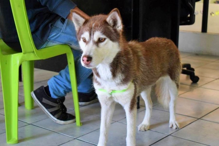 Galicia. Animalistas critican la prohibición de acceso de mascotas en albergues y centros de baja exigencia