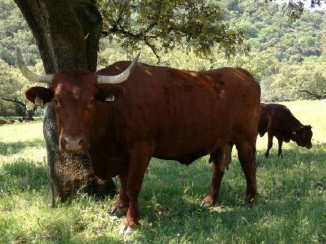 Andalucía da luz verde a un plan de urgencia por la sequía para la alimentación del ganado ecológico