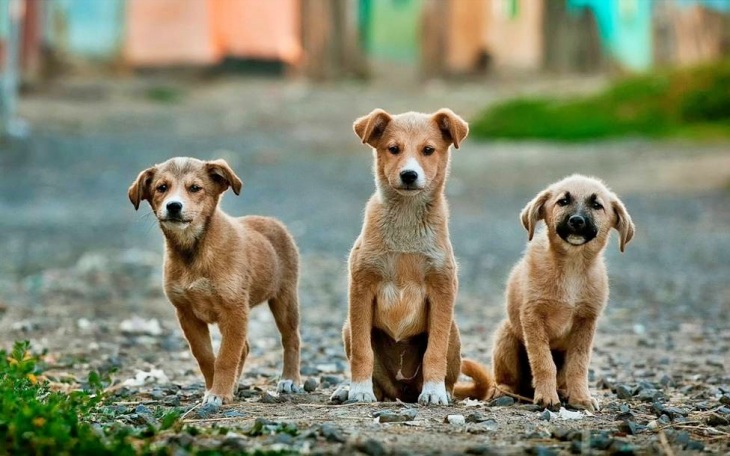 Asturias rechaza establecer una tasa animal anual