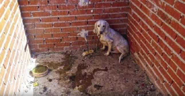 Un cazador acusado de tener a 55 perros hacinados