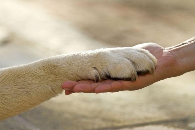 APDDA trabaja duro en la reforma del Código Civil en materia de bienestar de los animales