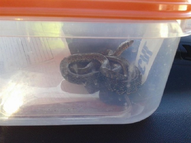 La Policía Local de Málaga recupera 251 animales e inspecciona 62 centros en 2017