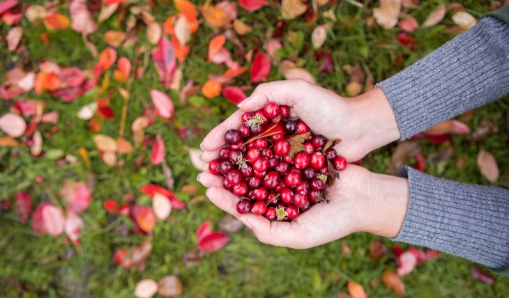 Tienes colesterol Este probiótico te ayudará a reducirlo