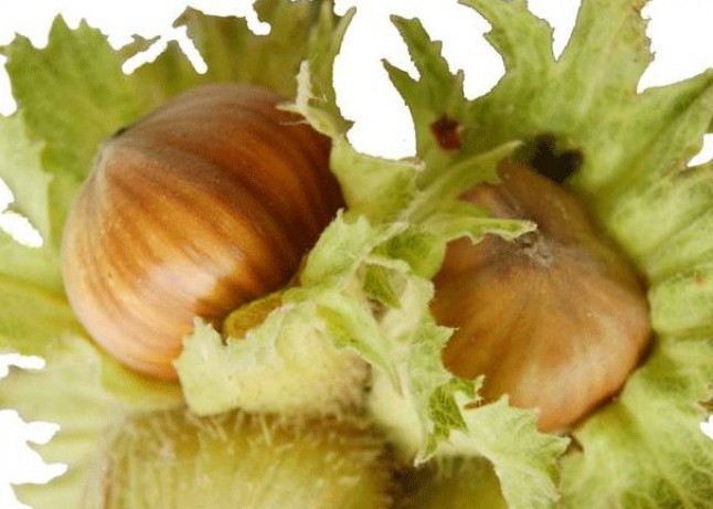 Relaciones genéticas entre avellanos cultivados y silvestres de Asturias