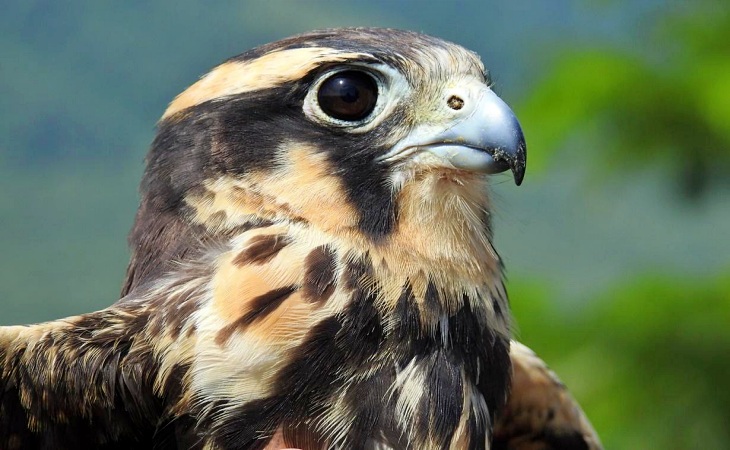 Tecnología verde para la conservación de aves rapaces en el Mediterráneo