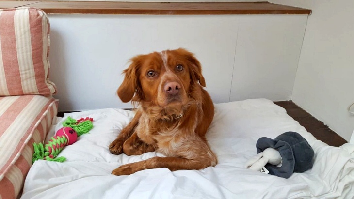 Sentencia merecida por maltrato animal