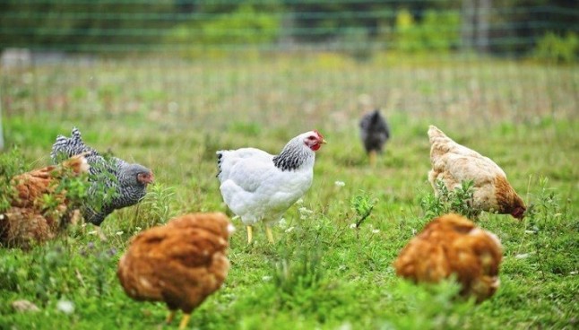 Solo consume huevos que garanticen los más altos niveles de bienestar animal