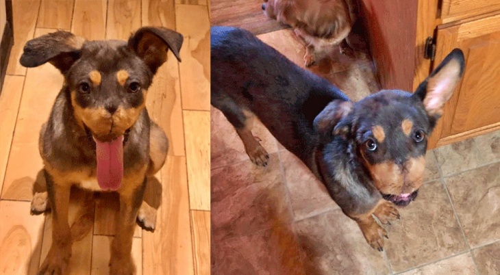 Un perrito recupera la mandíbula destrozada por unos petardos