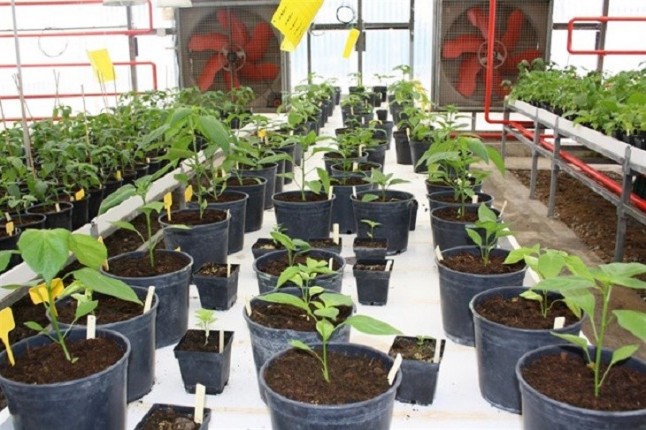 En búsqueda de las cebollas y pimientos más saludables