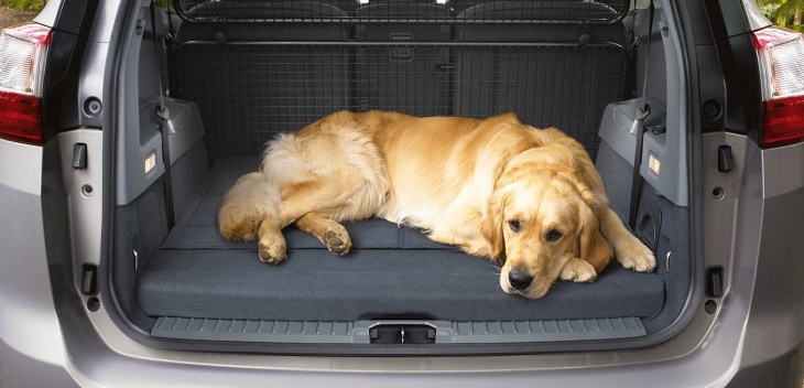 Viajar en coche con perro: consejos y normativa