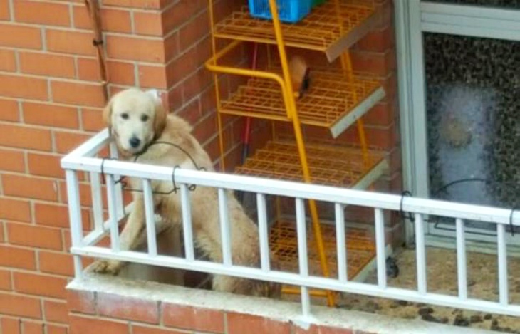 Valladolid. Exigen la creación de una ‘UNIDAD DE POLICÍA MUNICIPAL PARA LA PROTECCIÓN ANIMAL’