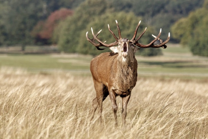 Impulsan la berrea como producto turístico