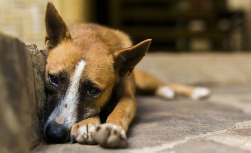 Y con el Verano llega el abandono de animales